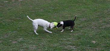 Bella and Diesel