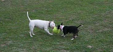 Bella and Diesel