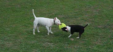 Bella and Diesel
