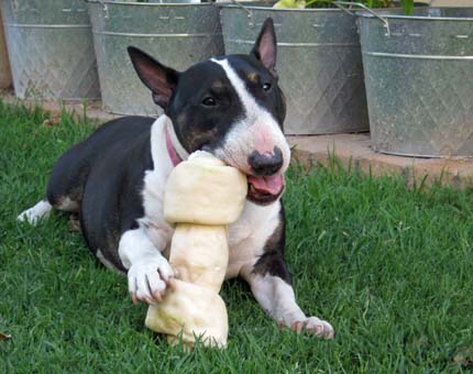 Bella Calendar 
                  
 
 
 
 
 2009