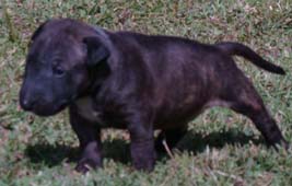 Boris
