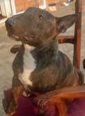 Boris