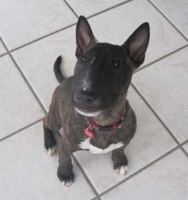 Carter