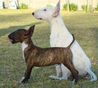 Chunky and Std pup