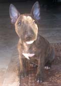 Coco