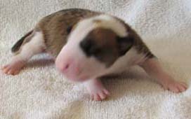 Cooper
