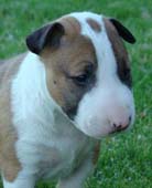 Cooper
