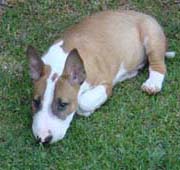 Cooper