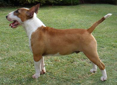 Cooper