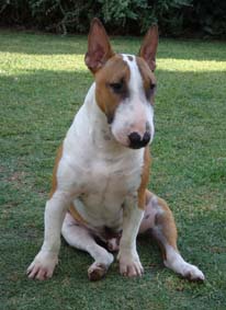 Cooper