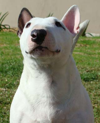 Deedee