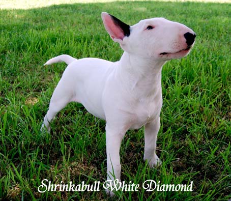 Shrinkabull White Diamond