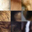 Bull Terrier Coat Colours