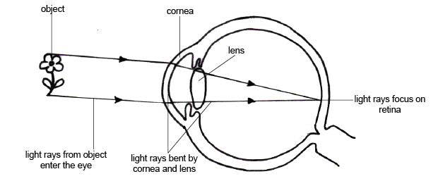 eye function