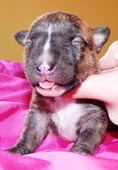 Feco newborn