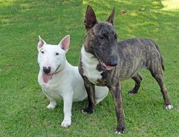 Tecquila & feco