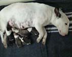 April First SA Litter