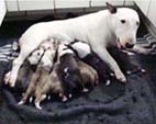 Thea First Litter