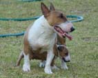 Bubbles first litter