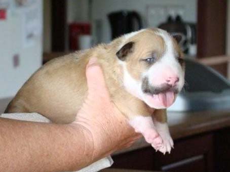 Bubbles First 
                  
 
 Litter
