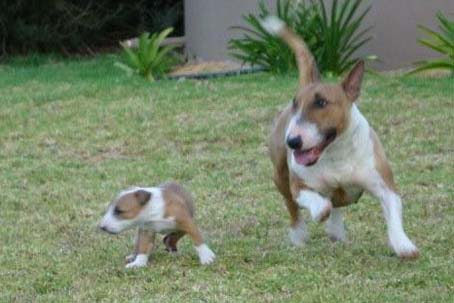 Bubbles First Litter