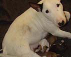 Deedee First Litter