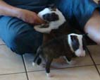 Deedee Second Litter