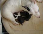 Deedee Final Litter