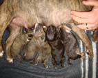 Thea first litter