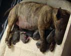 Thea Second Litter