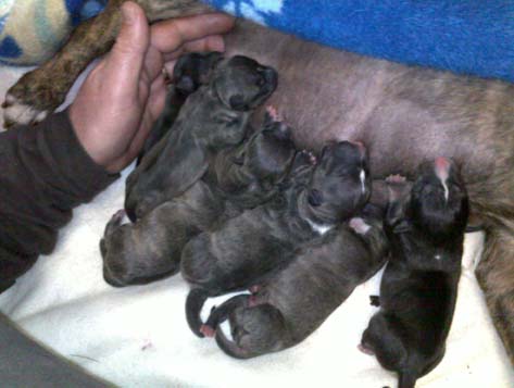 Thea Second Litter