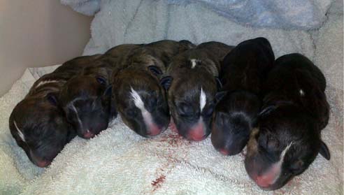 Thea Second Litter