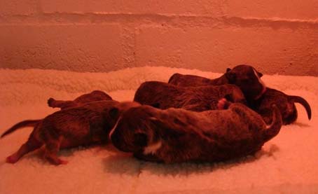 Thea third litter