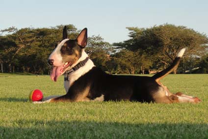Lola 
                  
 
 
 
 
                  
 
 
 
 
 
 Calendar 
 2009