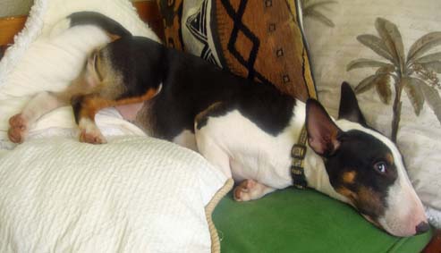 Lola