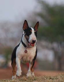 Lola