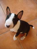 Lola