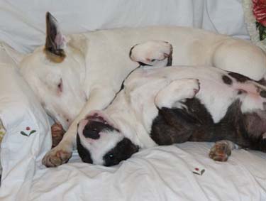 Morris & Maggie