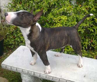 Morris