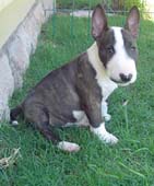 Morris