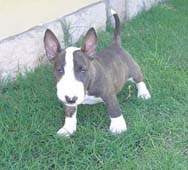 Morris