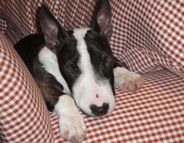 Morris