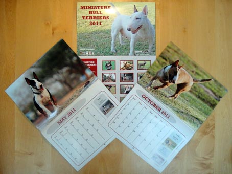 Minibullies in South Africa 2011 Calendar Now Available! 2011 Calendar