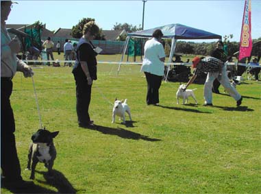 Minis