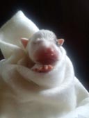 Oli newborn