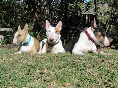 TsaTsa, Oli & Lola