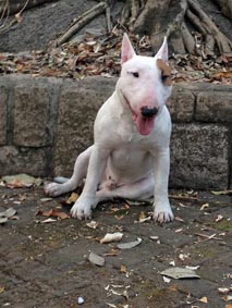 Oli