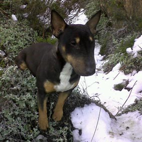 Onyx
