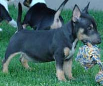 Onyx