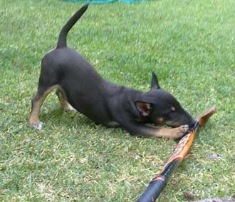 Onyx